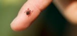 02-13-things-ticks-wont-tell-you-smaller-than-you-think